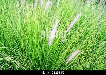 Spring or summer grass field background. Selective focus. Stock Photo