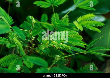 Touch Me Not Plant also denotes this peculiarity. Shameplant is its another common name its belongs to the family Mimosaceae and its scientific name i Stock Photo