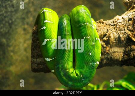 green tree python in folded in tree Stock Photo