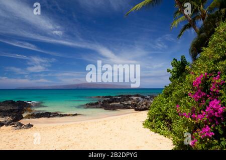 Flowers on tropical beach at Makena Cove, Makena, Maui, Hawaii Stock Photo