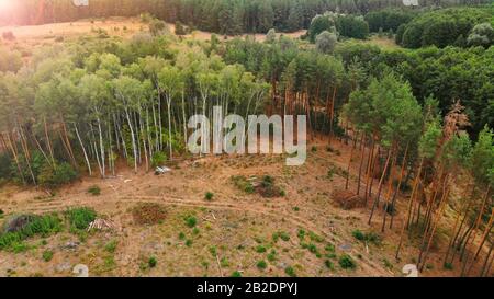Aerial. Deforestation background. Disboscation of trees on a planet.