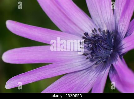 Close-up of stamens and pistil of purple wildflowers against green background Stock Photo