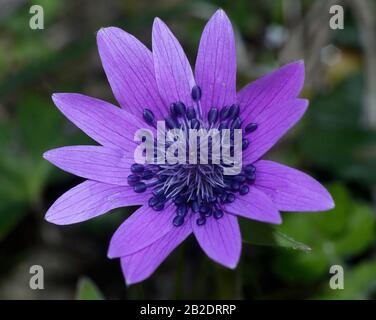 close-up of stamens and pistil of Anemone wildflower against the green meadow background Stock Photo