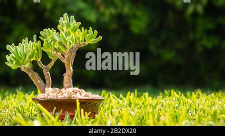 Small bonsai tree in ceramic pot on the grass in the sun - gardening hobbies and leisure concept image with copy space for text. Stock Photo