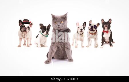 british shorthair cat wearing bowtie in front of a group of french bulldogs on white backround Stock Photo