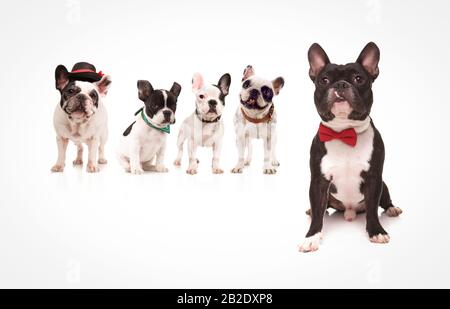seated french bulldog wearing red bowtie in front of a group of french bulldogs firends on white background Stock Photo