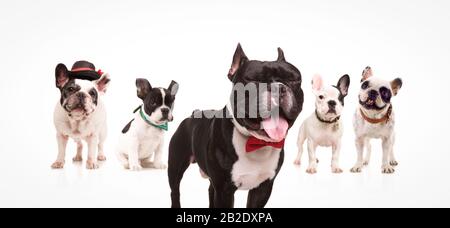 excited french bulldog with mouth open and eyes closed wearing bowtie , in front of  group of other dogs on white background Stock Photo