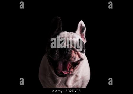 french bulldog looking super excited with mouth open and yes closed on black background Stock Photo