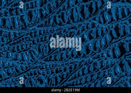 Texture of genuine patent leather with embossed scales reptiles, trend pattern, natural blue background Stock Photo