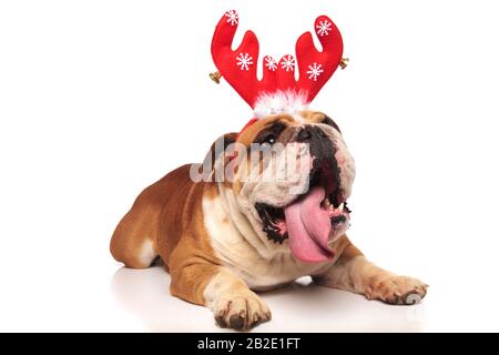 panting english bulldog wearing reindeer horns for christmas lays down on white background Stock Photo