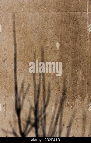 Shadow image of a deciduous tree cast by the sun on a grunge wall Stock Photo