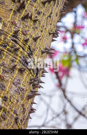 Close-up trunk of Silk floss tree (Ceiba speciosa). Trunk is protected by thick conical stingers Stock Photo