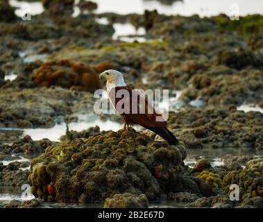 The brahminy kite (Haliastur indus) sitting ontop of a coral which fell dry during the massive low tide on Koh Ngai Stock Photo