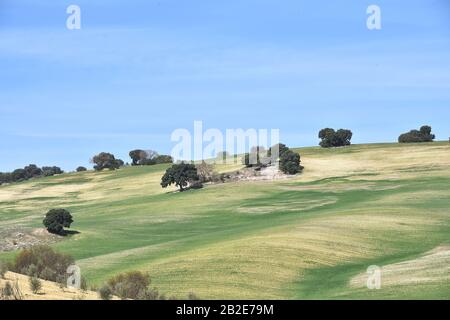 It's almost spring in the Andalusian countryside, with olive trees, holm oaks and first cultivated cereal sprouts Stock Photo