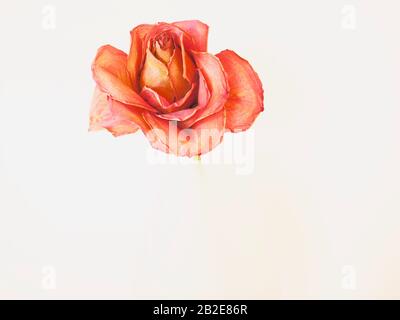 Closeup of dried red rose that resembles a painting and appears to be floating in a large white space Stock Photo