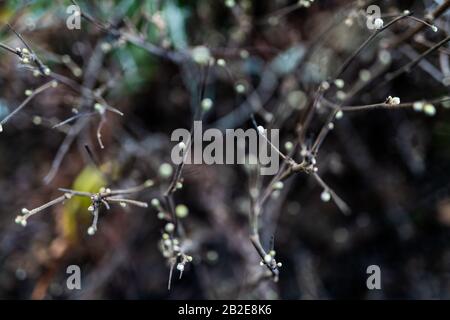 Small buds on twigs of growing plant in California forest Stock Photo