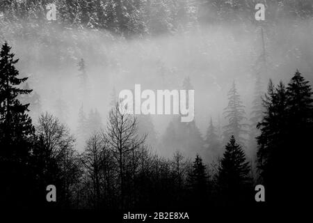 A foggy layer of pine trees on the Mountain Loop Highway in Washington Stock Photo