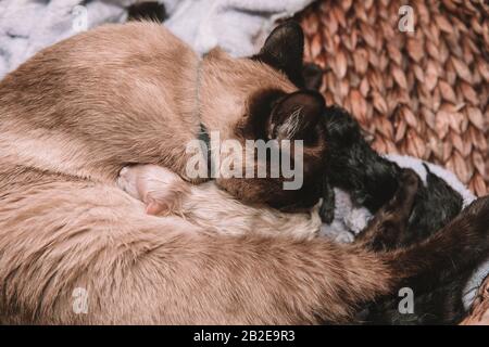 Siamese Cat Gives birth to First Litter of Five Stock Photo