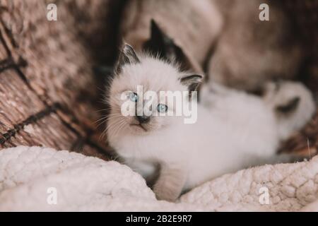 White Siamese Kitten with blue eyes Stock Photo