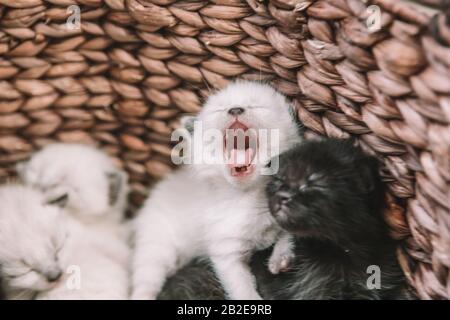 Small Siamese Kitten yawning - 2 weeks old Stock Photo