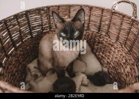 Siamese Cat Gives birth To Litter of 5 - White and Black Kittens Stock Photo