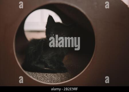 Black kitten wit Blue eyes in a cat toy - 4 weeks old Stock Photo
