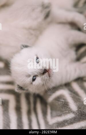 Siamese Kitten with blue eyes - 3 weeks Stock Photo