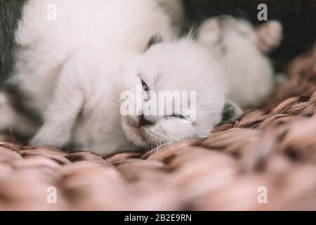 Siamese Kitten with Blue eyes - 2 weeks old Stock Photo