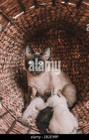 Siamese Cat nursing her kittens in a wicker basket Stock Photo