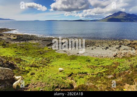 Scenic Scotland meadows with sheep in traditional landscape.  Stock Photo
