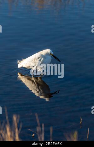 A wading Snowy Egret (Egretta thula) is reflected in the water in the Merritt Island National Wildlife Refuge in Florida, USA. Stock Photo