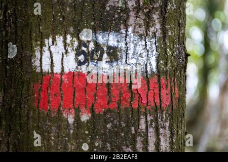 Mountain trail sign, handmade with white and red paint on a tree trunk in the woods. Stock Photo