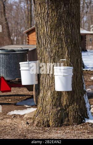 Gathering Sugar Maple sap, tapping trees, early March, E USA, by James D Coppinger/Dembinsky Photo Assoc Stock Photo