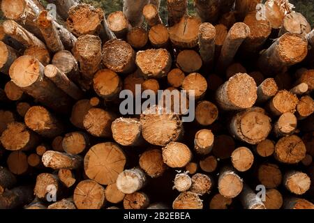 logged pine trees stacked high showing annual growth rings, Montana, Usa Stock Photo