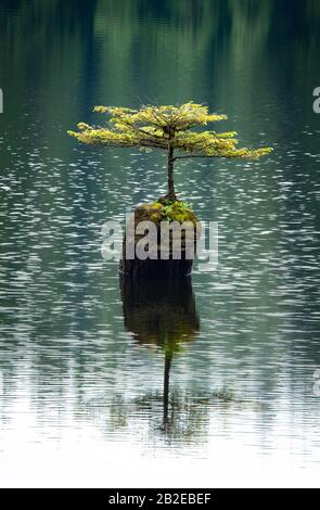 The places that trees grow.  A lone tree growing on a log protruding from a lake. Stock Photo