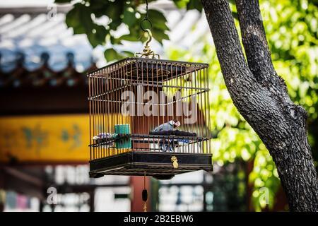 Decorative warbler in cage mounted on tree in garden. Stock Photo