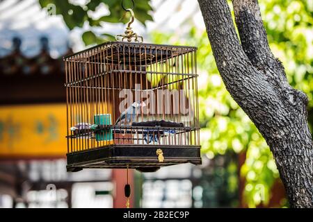 Decorative warbler in cage mounted on tree in garden. Stock Photo