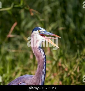 Close up portrait of a great blue heron (Ardea herodias) with mouth open.Anhinga trail. Everglades National  Park. Florida. USA Stock Photo