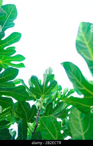 Vibrant green leaves of fig tree isolated against pale white sky in background. Stock Photo