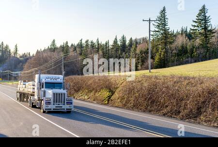 Industrial grade transportation Big rig white classic semi truck with powerful grille guard transporting lumber wood on flat bed semi trailer driving Stock Photo