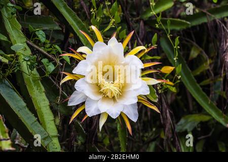 Dragon fruit flower which only flower for one day and only blooms at night. Stock Photo