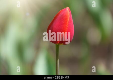 Red tulip with blurry background in sunset. Spring flower with shallow depth of field outdoors, Natural sprintime background. Stock Photo