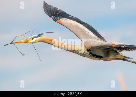 Great blue heron flying towards nest with twig in mouth Stock Photo