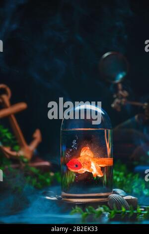 Goldfish under a glass dome, trapped magical creature with warm glow, creative still life Stock Photo