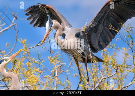 Great blue heron with nest building material in it's beak making a landing and handing off the twig to it's mate Stock Photo