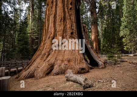 Giant Sequoia with split in the base of the trunk in Sequoia National Park, California Stock Photo