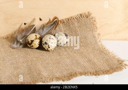 Quail eggs on a rough burlap cloth with beautiful feathers on a wooden surface background. Stock Photo