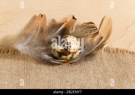 Quail eggs on a rough burlap cloth with beautiful feathers on a wooden surface background. Stock Photo