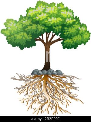 Big green tree with roots underground on white background illustration Stock Vector