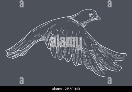 Pigeon or dove flying, wild bird isolated sketch Stock Vector